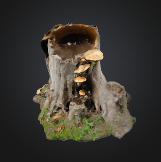 Tree Stump Fungi 3D model_2