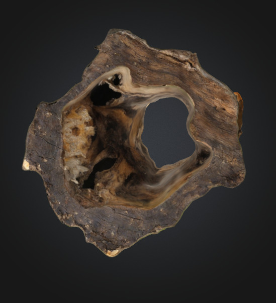 Tree Stump Fungi 3D model_4