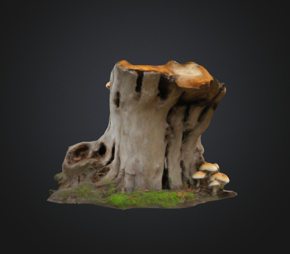 Tree Stump Fungi 3D model_3