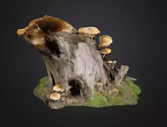 Tree Stump Fungi 3D model