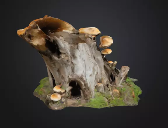 Tree Stump Fungi 3D model_0