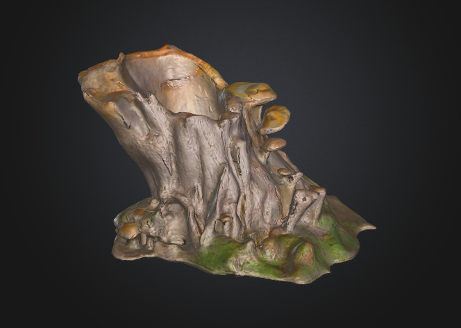 Tree Stump Fungi 3D model_1