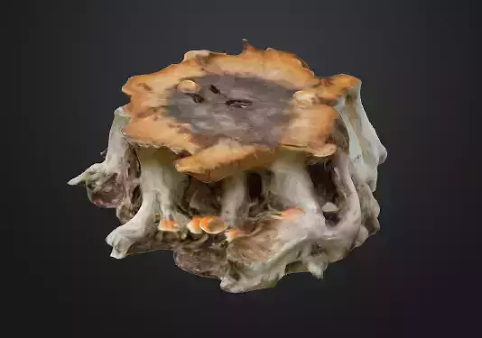 Tree Stump Fungi 3D model