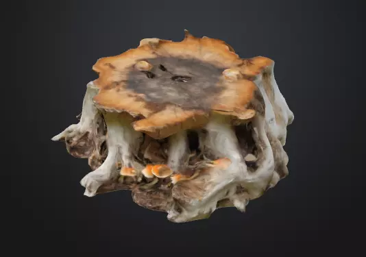 Tree Stump Fungi 3D model_0