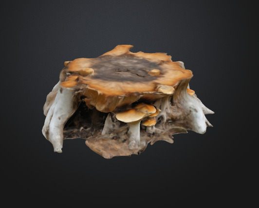 Tree Stump Fungi 3D model_2