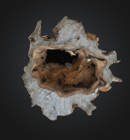 Tree Stump Fungi 3D model_4