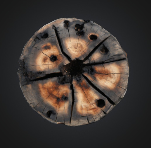Burn Tree Stump 3D model_2
