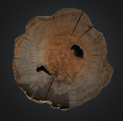 Tree stump 3D model_3