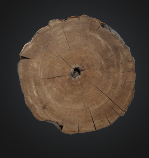 Tree stump 3D model_2