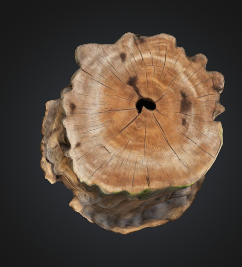 Tree Stump 3D model_2