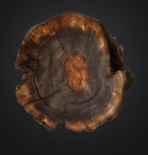 Tree Stump 3D model_3