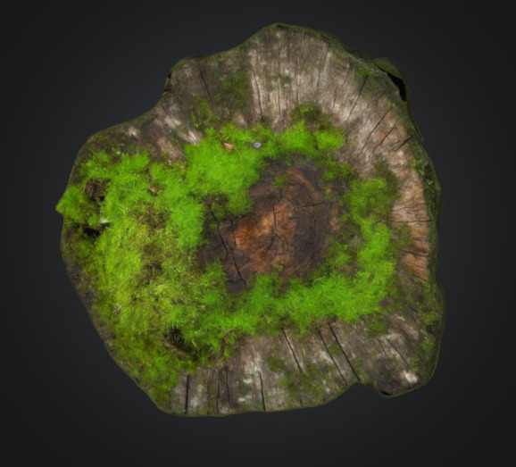 Moss Tree Stump 3D model_3