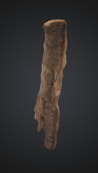Tree trunk 3D model_2
