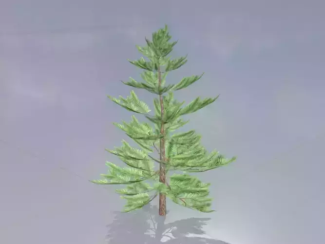 Forest pine summer 2m