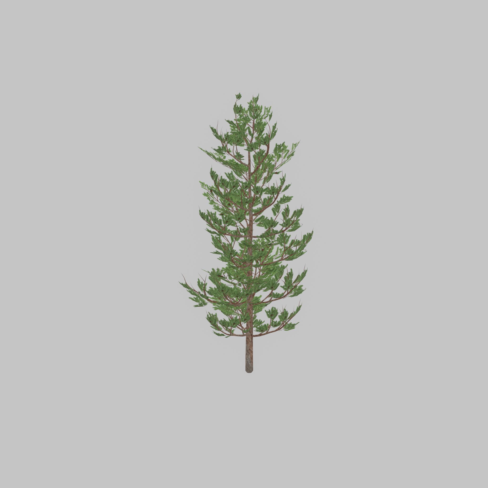 Forest pine summer 8m Low-poly 3D model_22