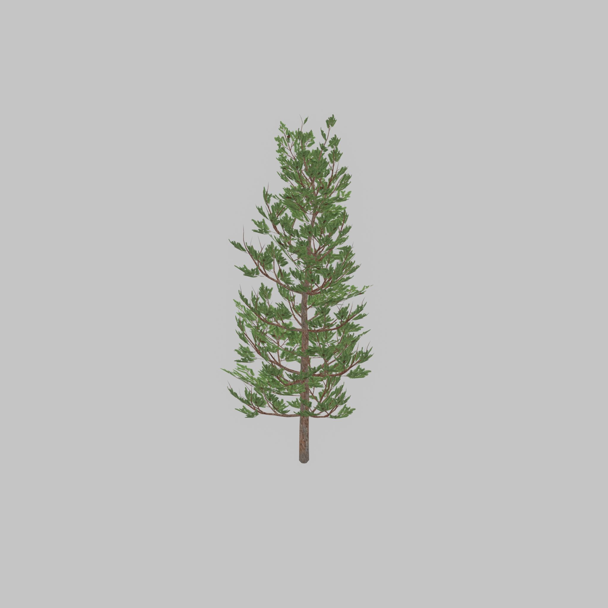 Forest pine summer 8m Low-poly 3D model_44