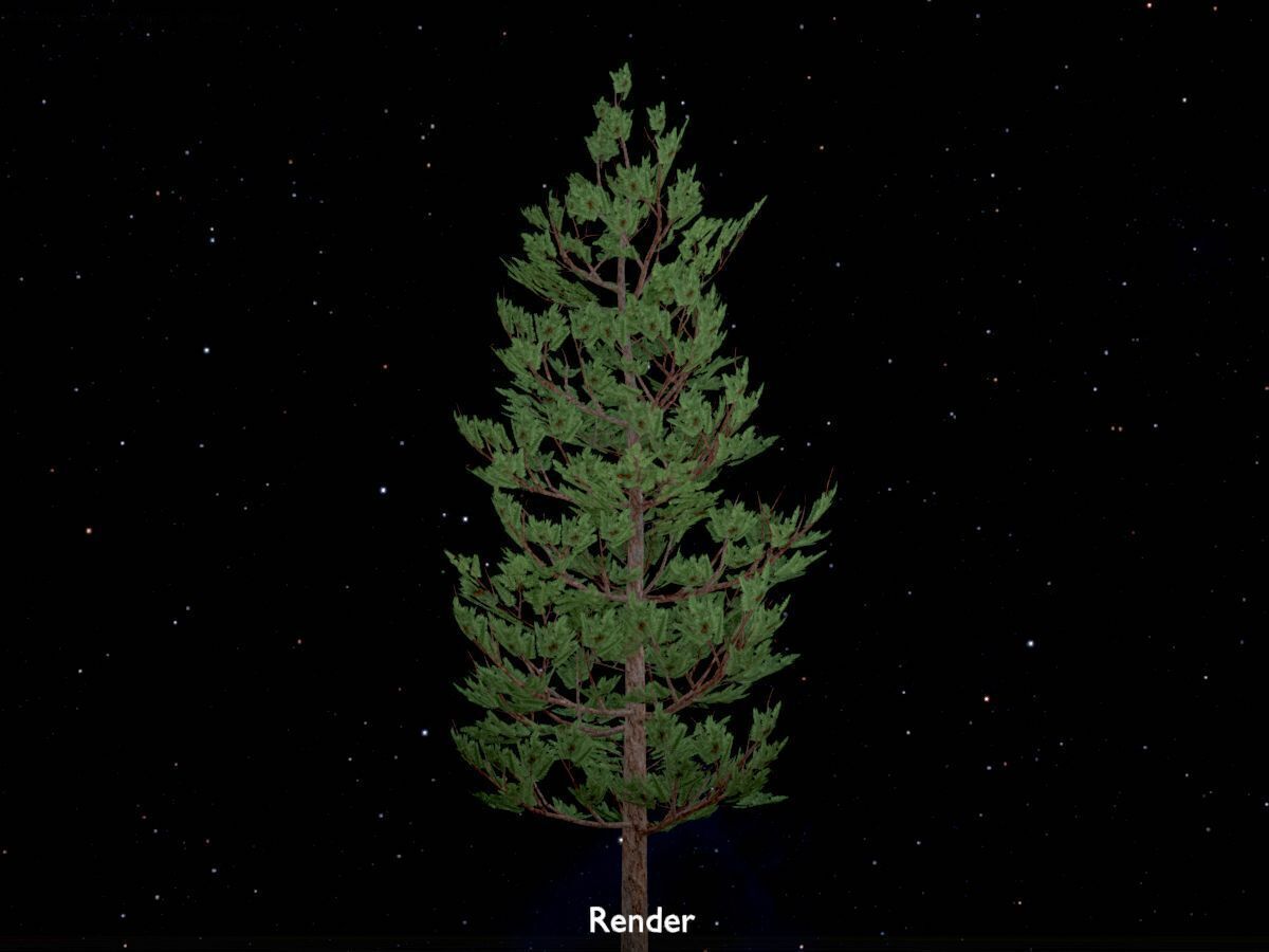 Forest pine summer 8m Low-poly 3D model_20