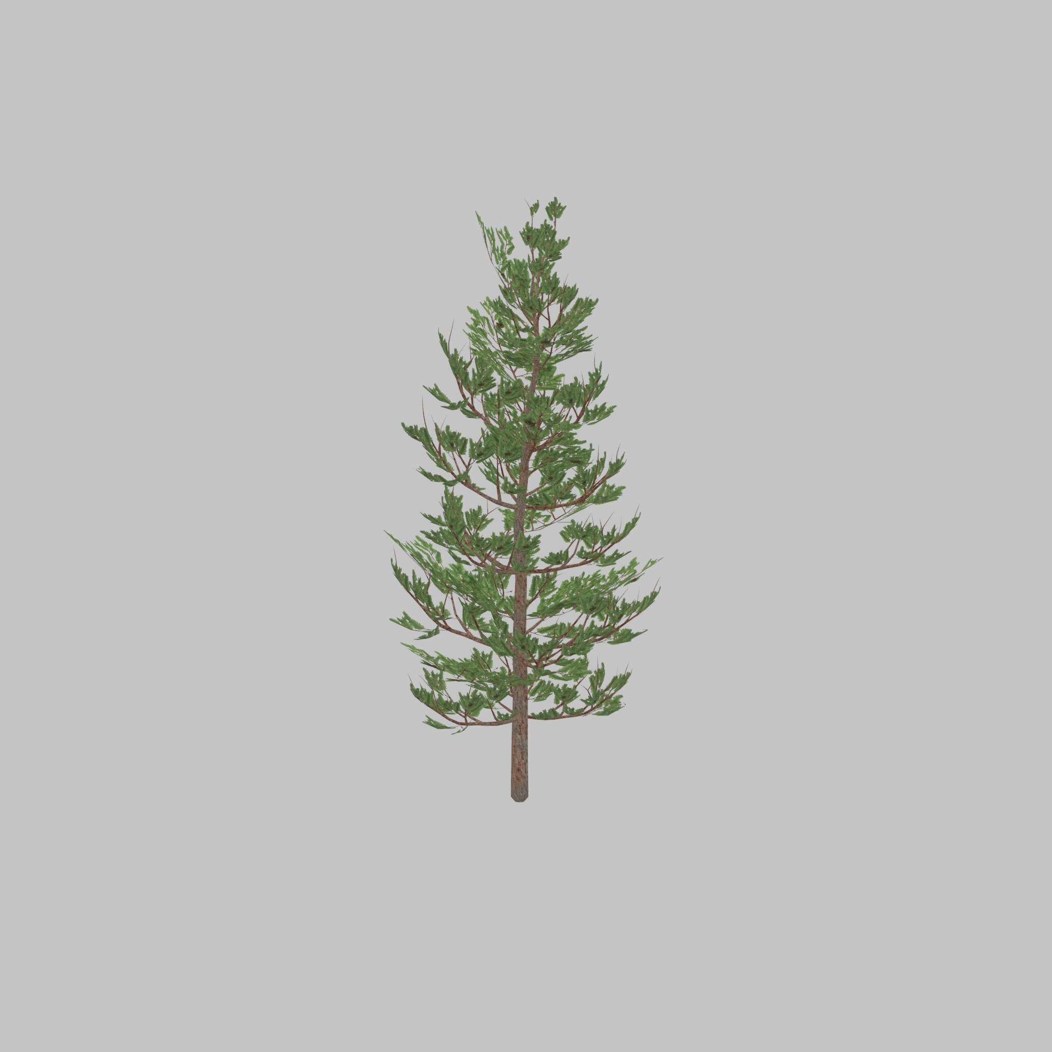 Forest pine summer 8m Low-poly 3D model_42