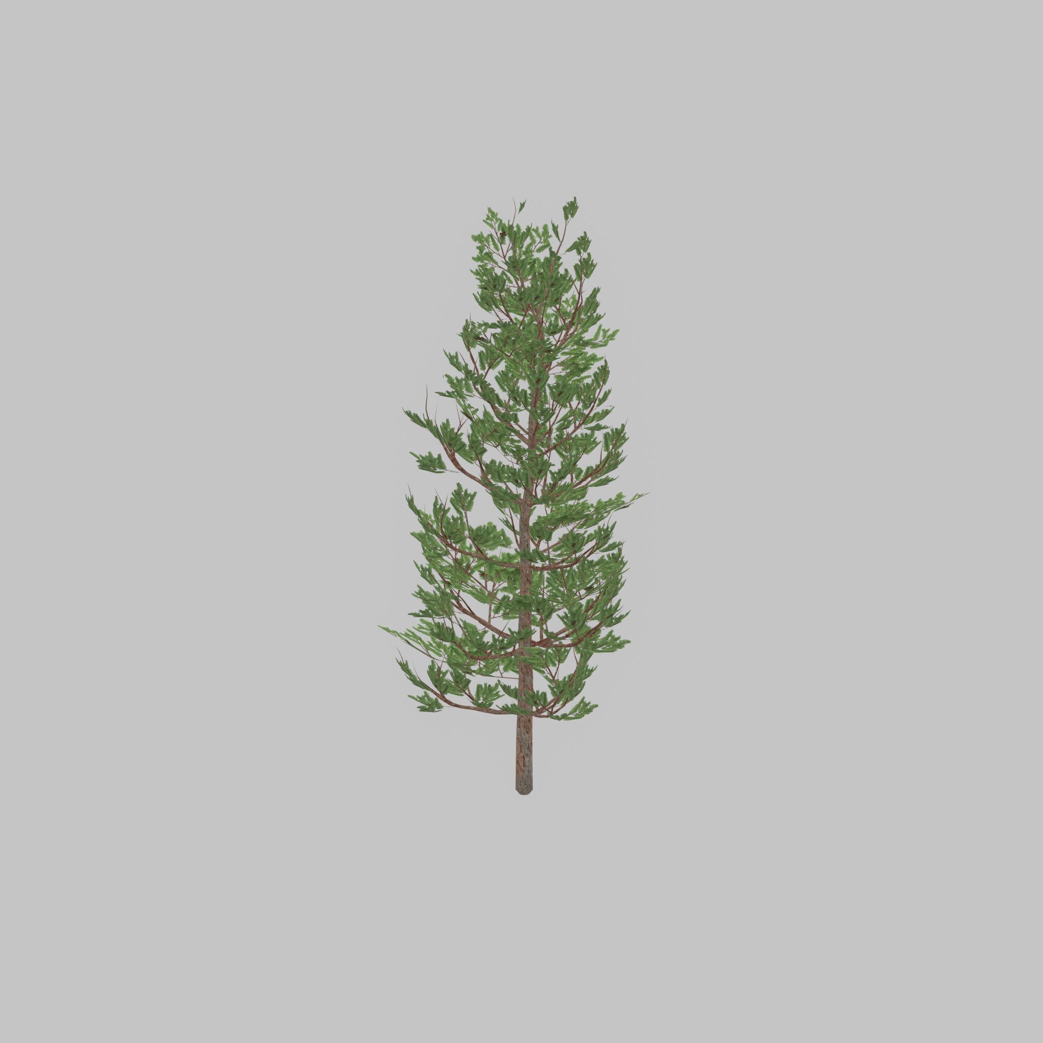 Forest pine summer 8m Low-poly 3D model_45