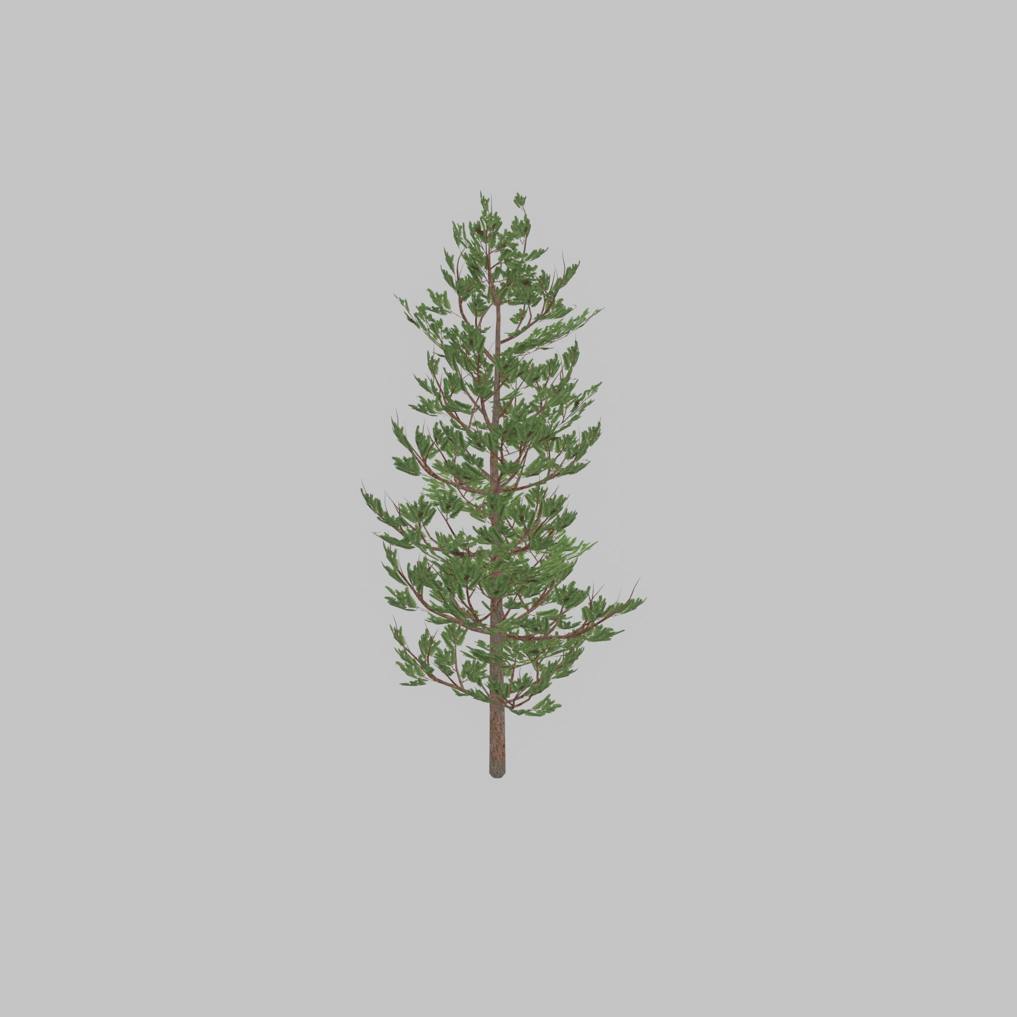 Forest pine summer 8m Low-poly 3D model_37