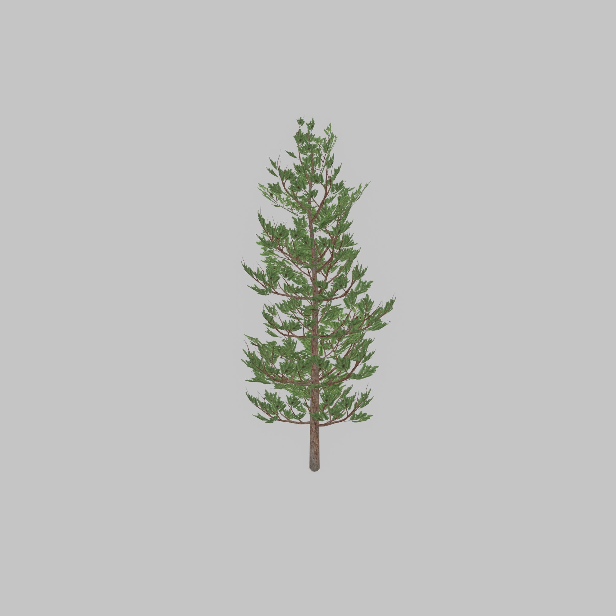 Forest pine summer 8m Low-poly 3D model_24