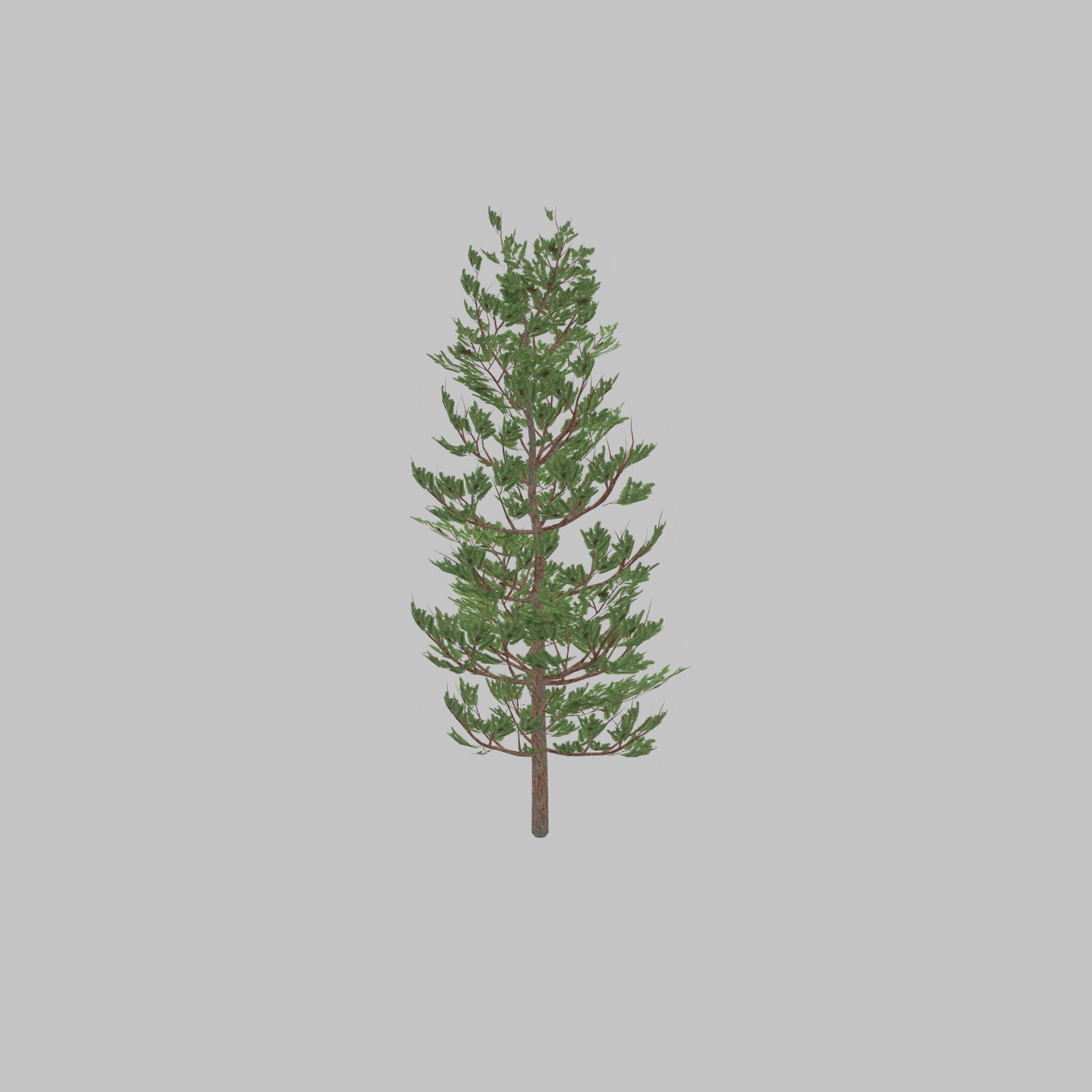 Forest pine summer 8m Low-poly 3D model_33