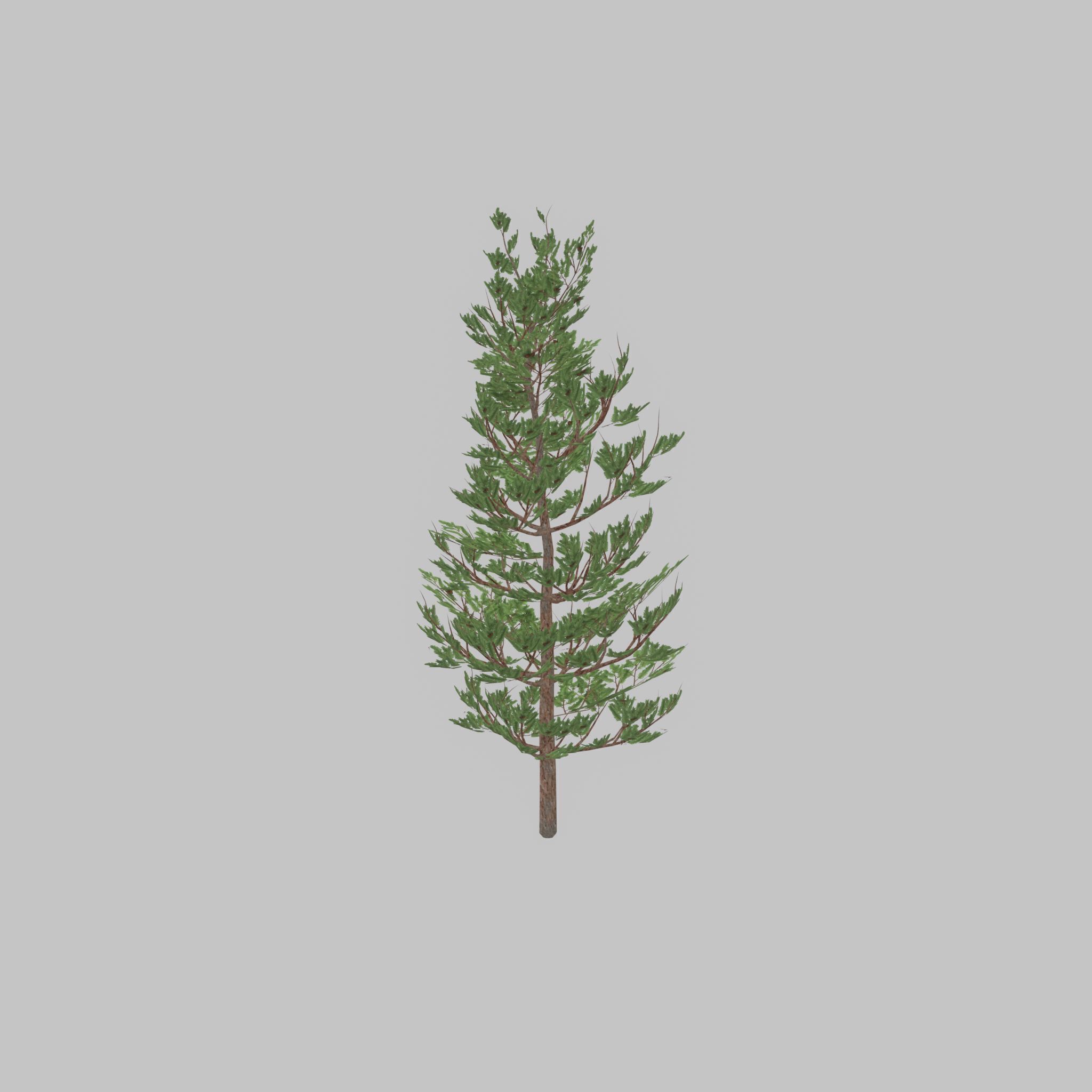 Forest pine summer 8m Low-poly 3D model_29
