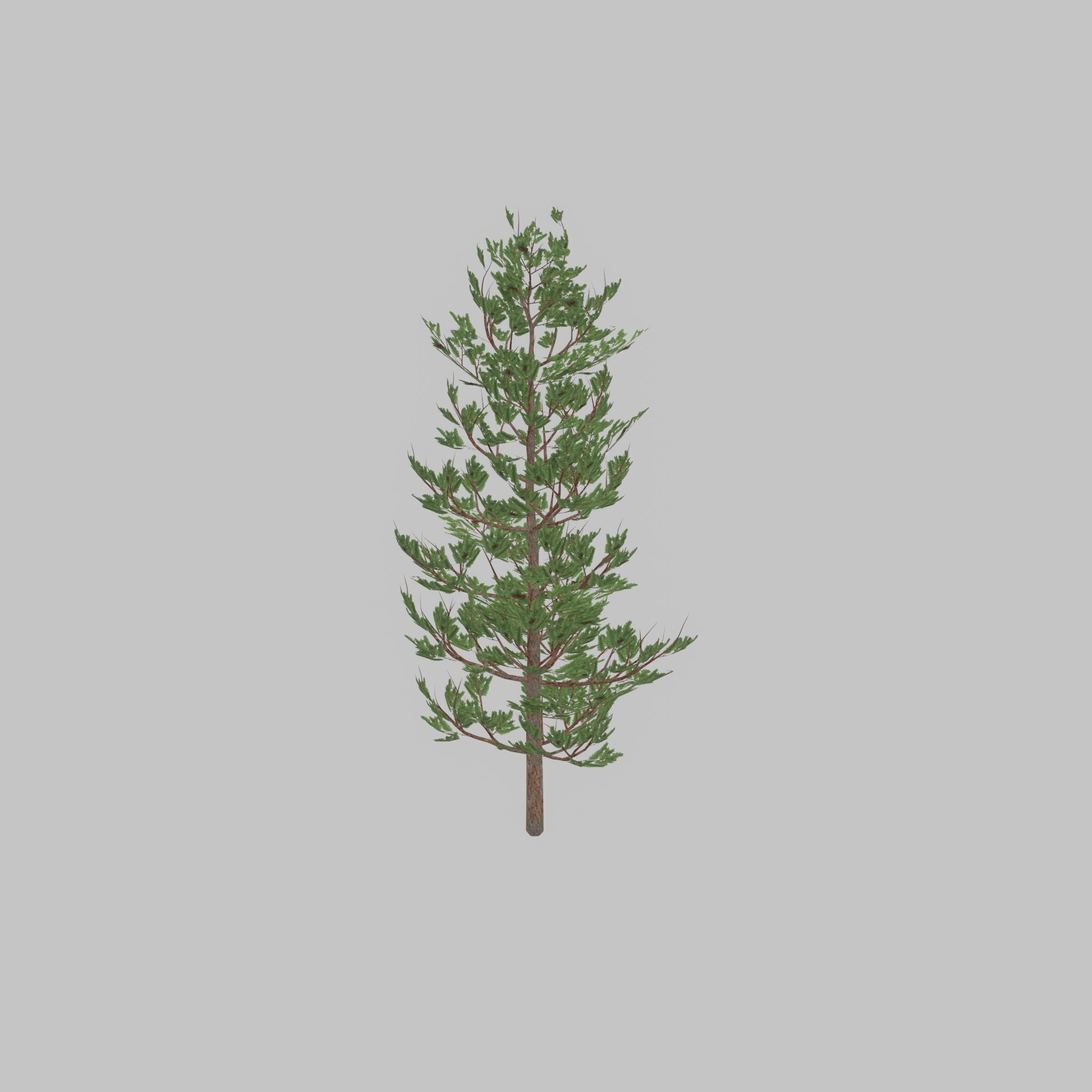Forest pine summer 8m Low-poly 3D model_36