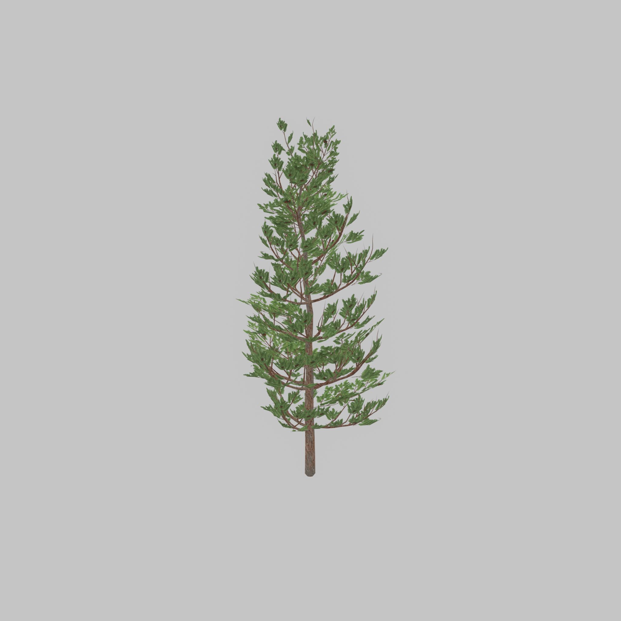 Forest pine summer 8m Low-poly 3D model_30