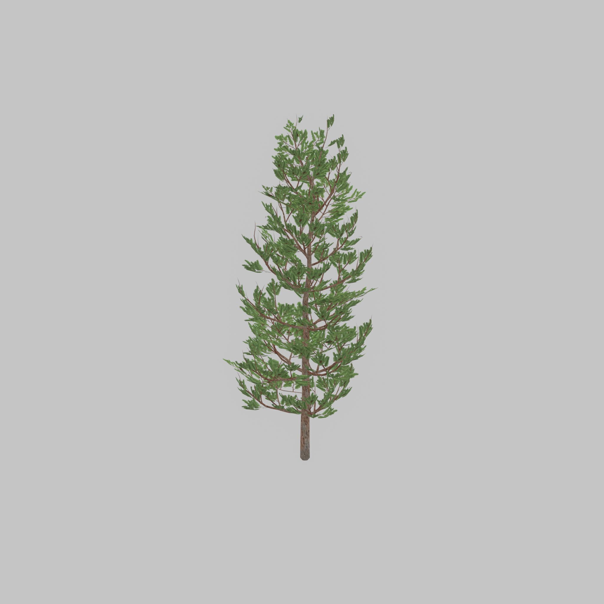 Forest pine summer 8m Low-poly 3D model_46