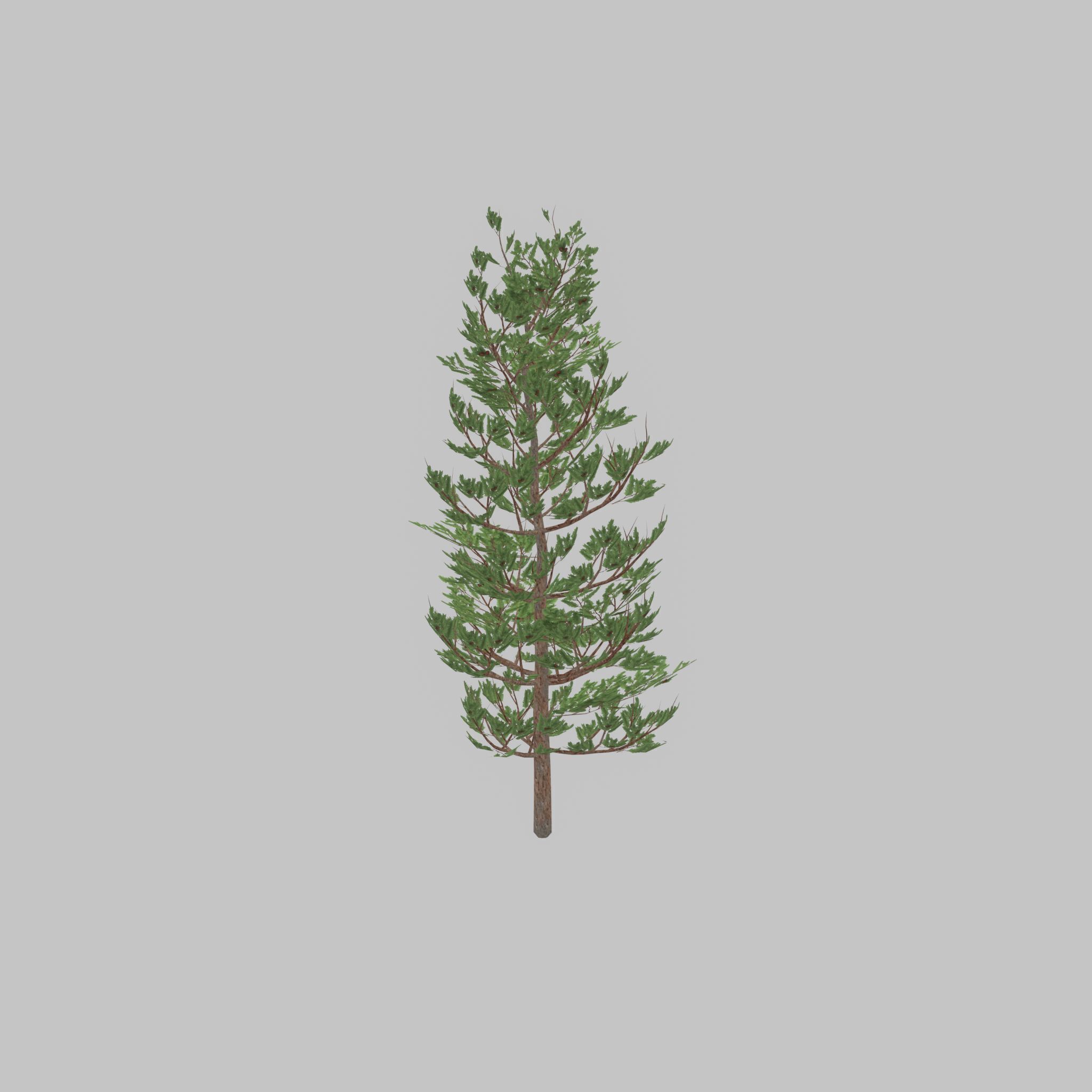 Forest pine summer 8m Low-poly 3D model_31