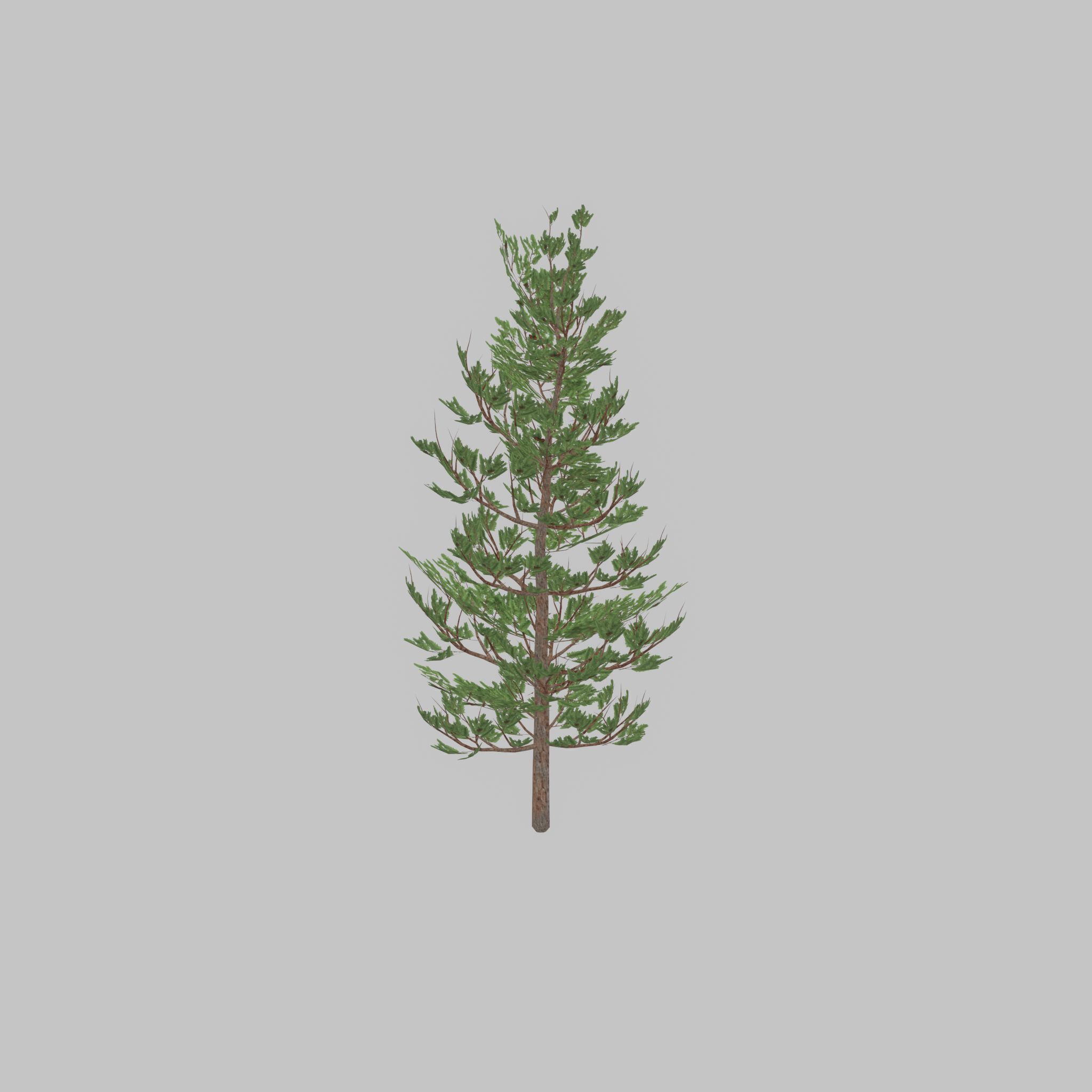 Forest pine summer 8m Low-poly 3D model_32