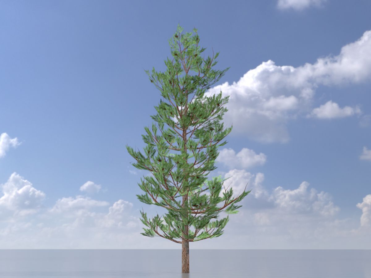 Forest pine summer 8m Low-poly 3D model_3