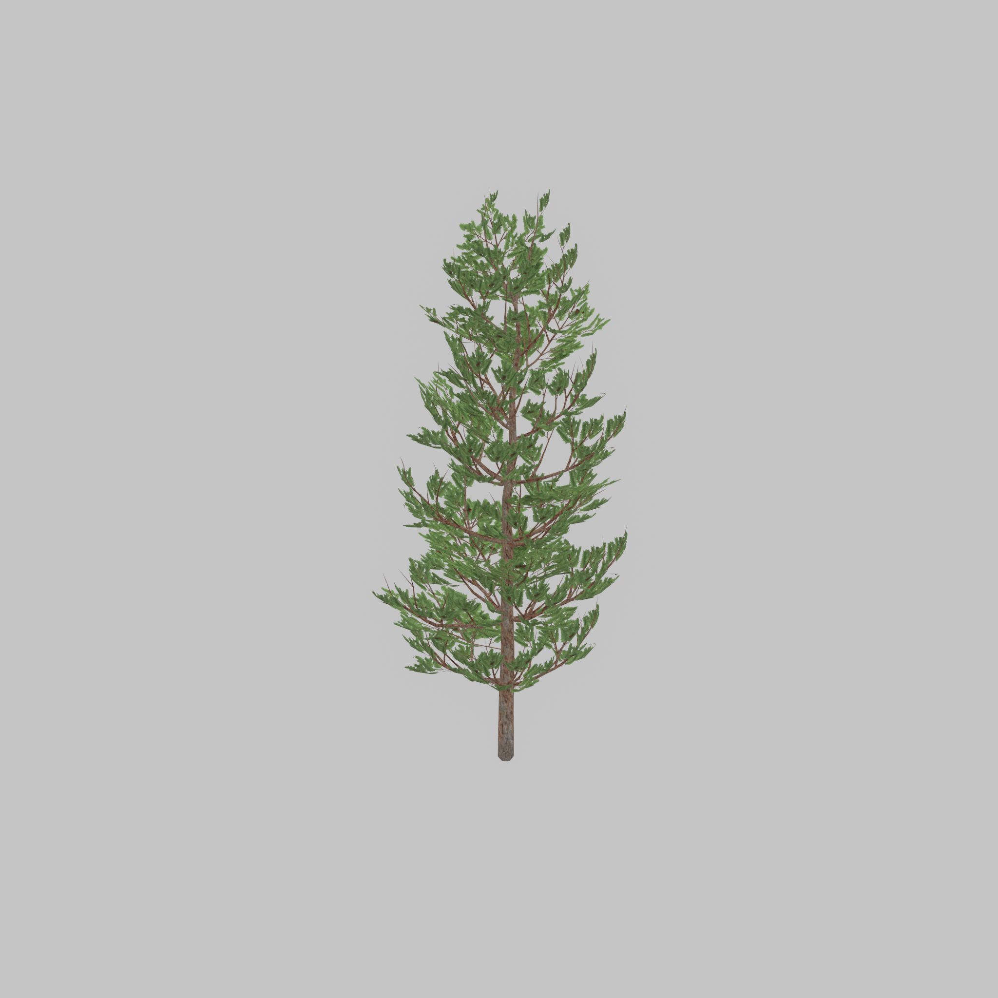 Forest pine summer 8m Low-poly 3D model_47