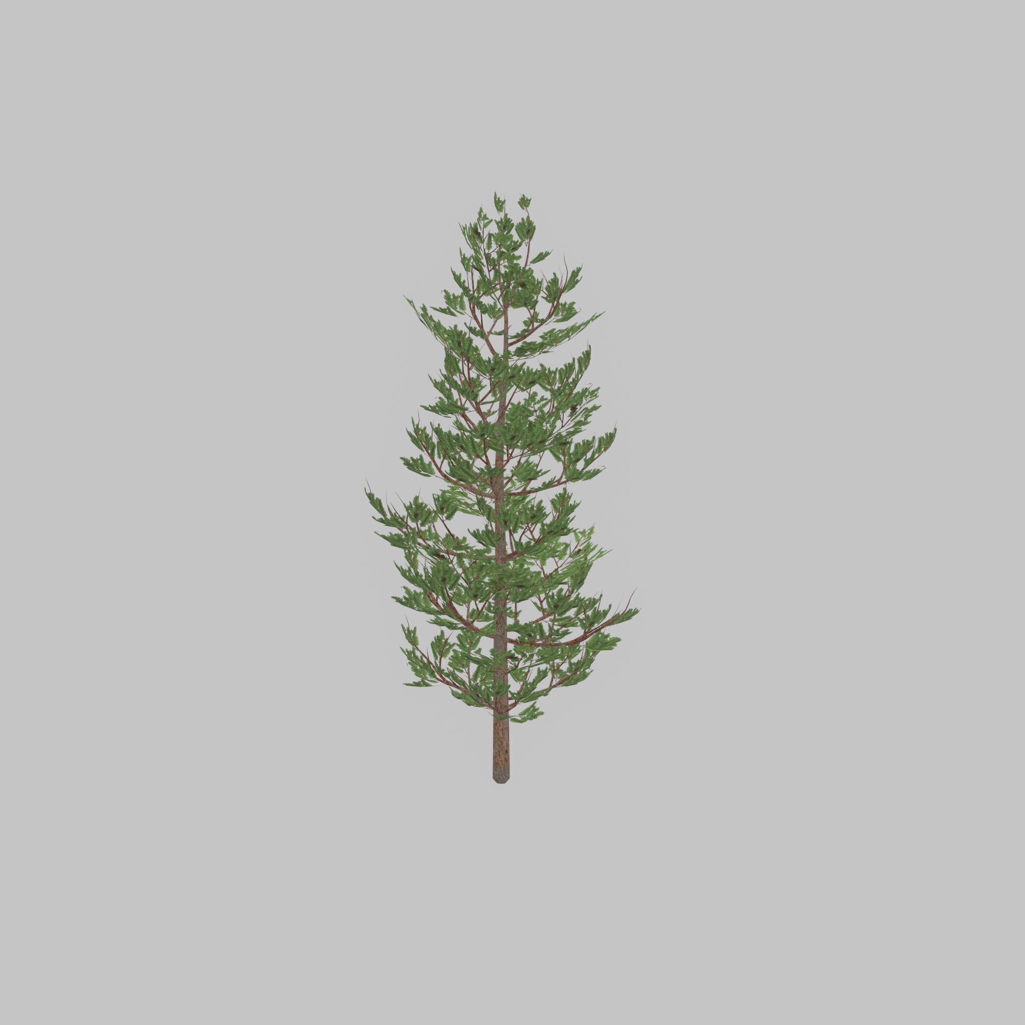 Forest pine summer 8m Low-poly 3D model_38