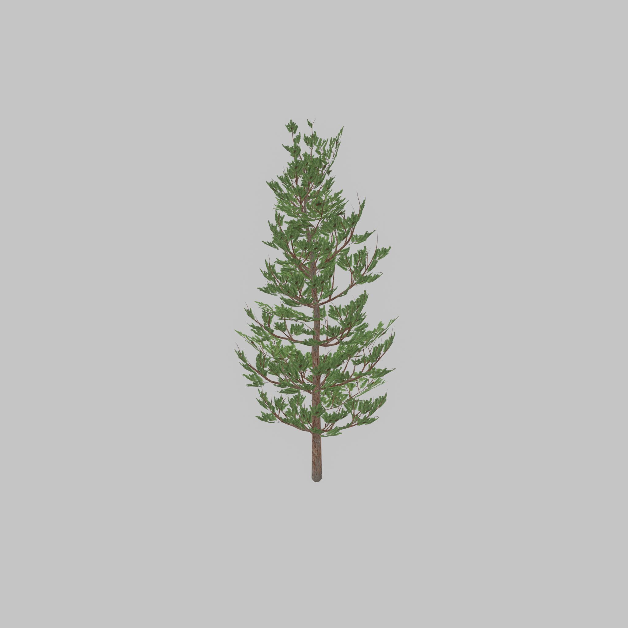 Forest pine summer 8m Low-poly 3D model_28