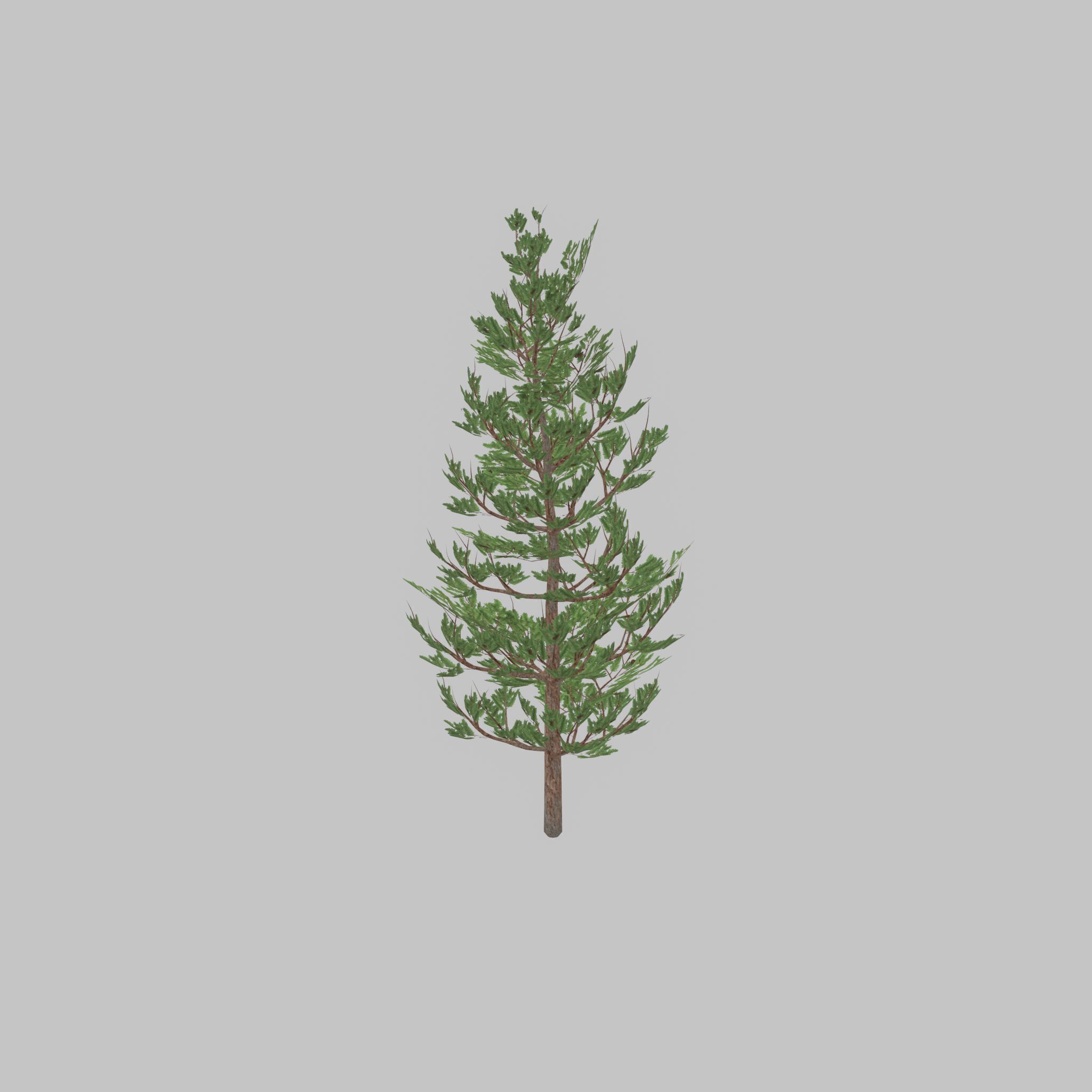 Forest pine summer 8m Low-poly 3D model_27