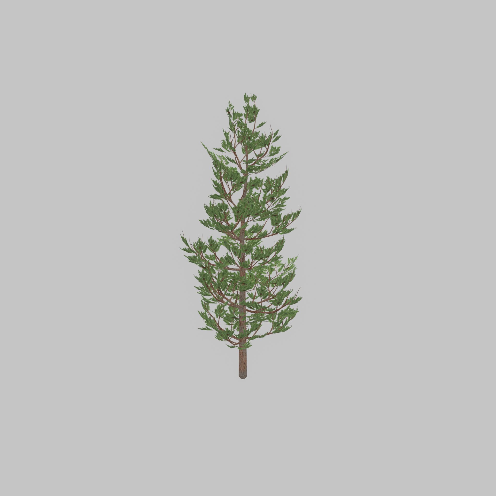 Forest pine summer 8m Low-poly 3D model_39