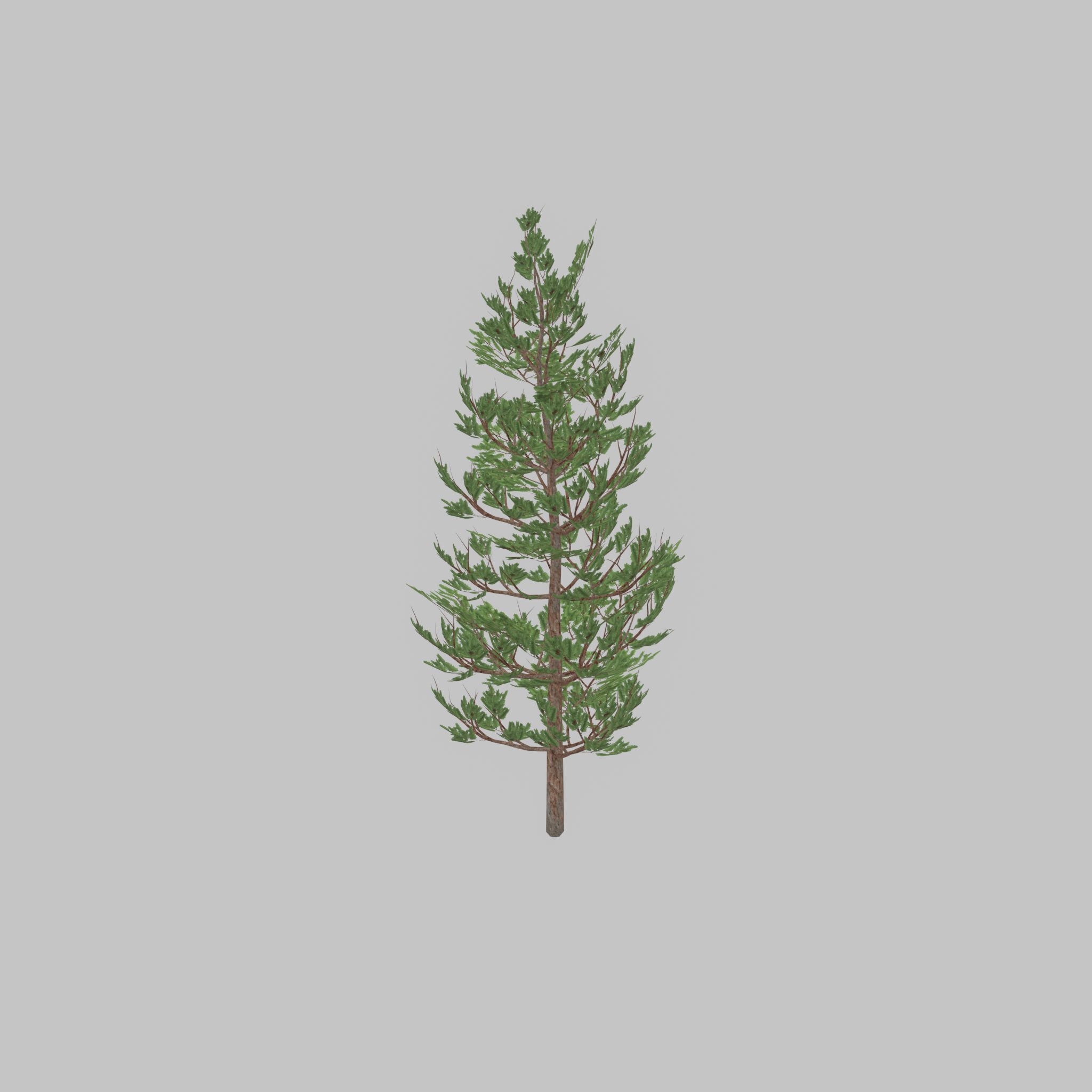Forest pine summer 8m Low-poly 3D model_26