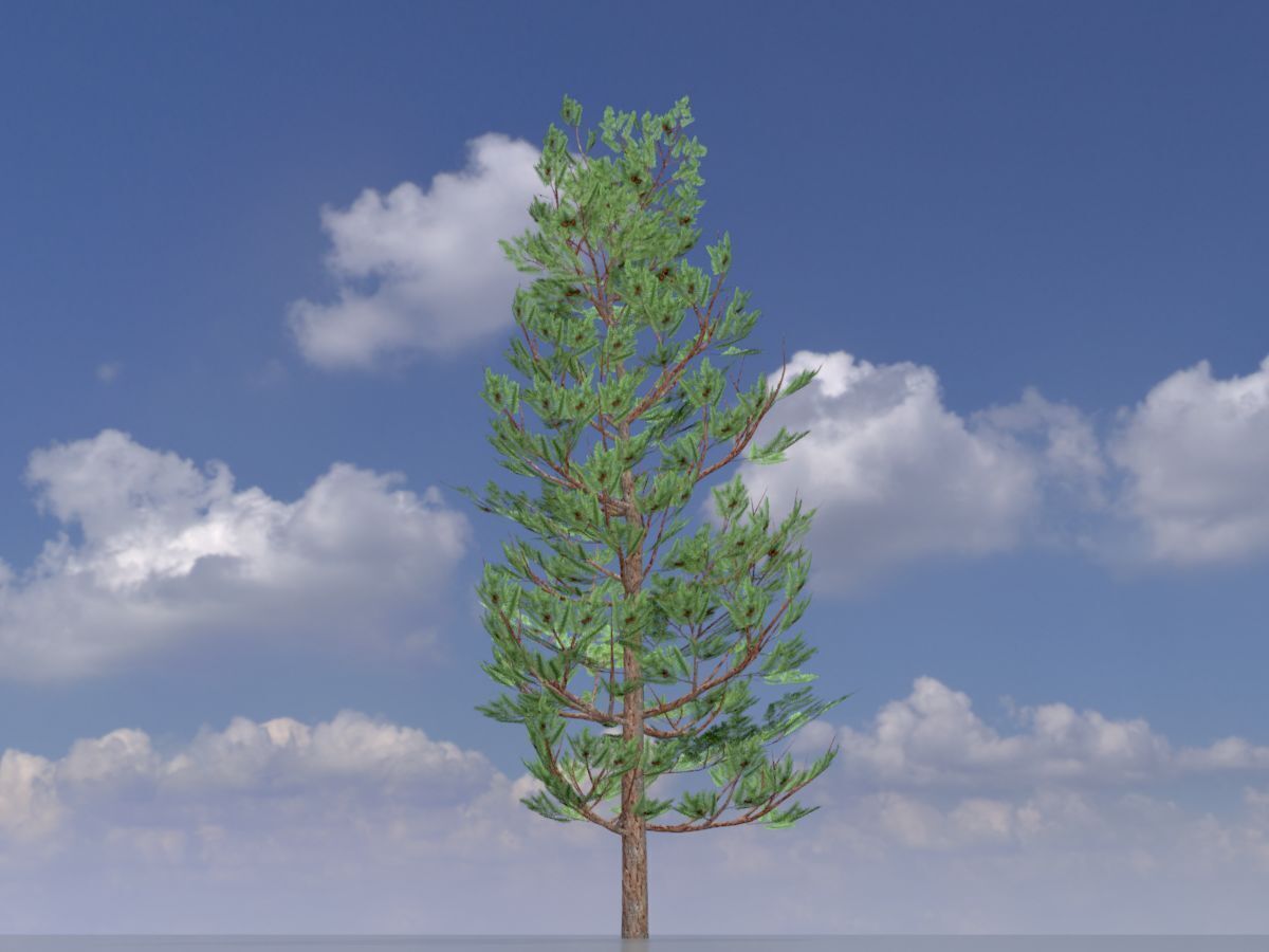 Forest pine summer 8m Low-poly 3D model_2