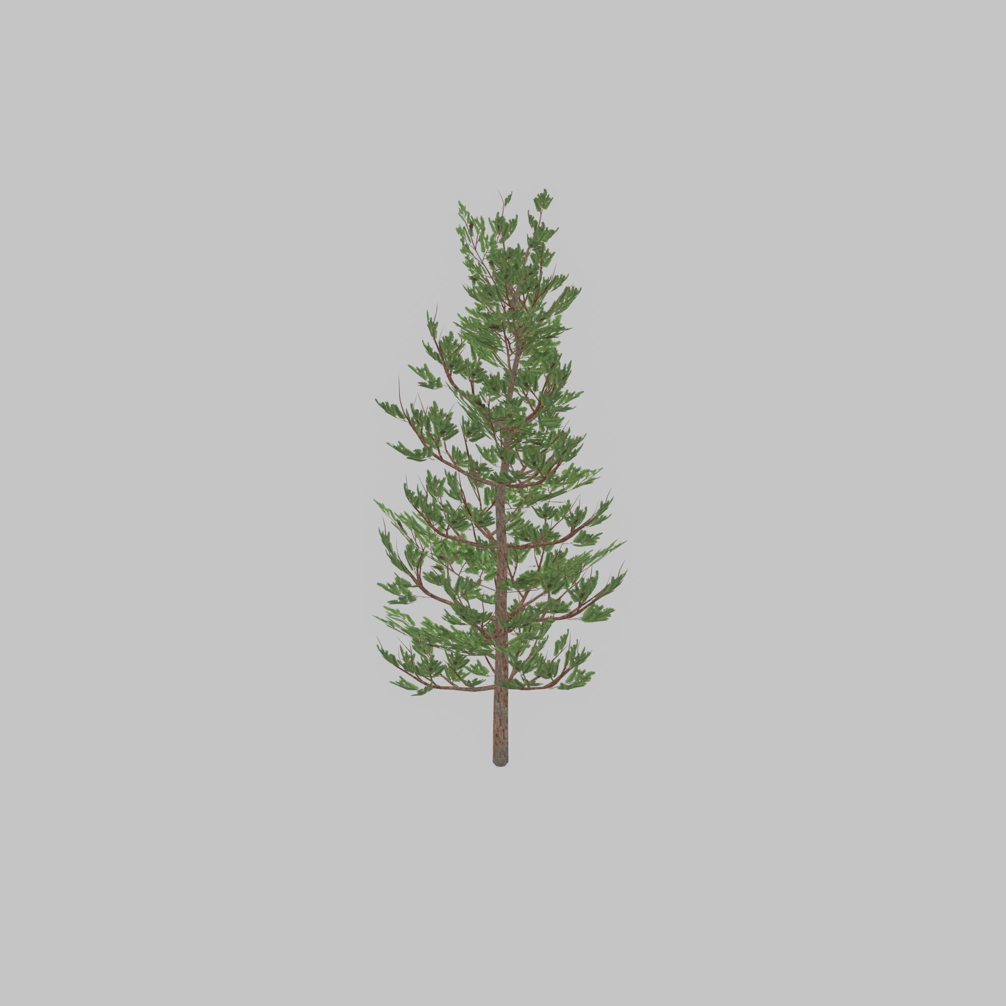Forest pine summer 8m Low-poly 3D model_43