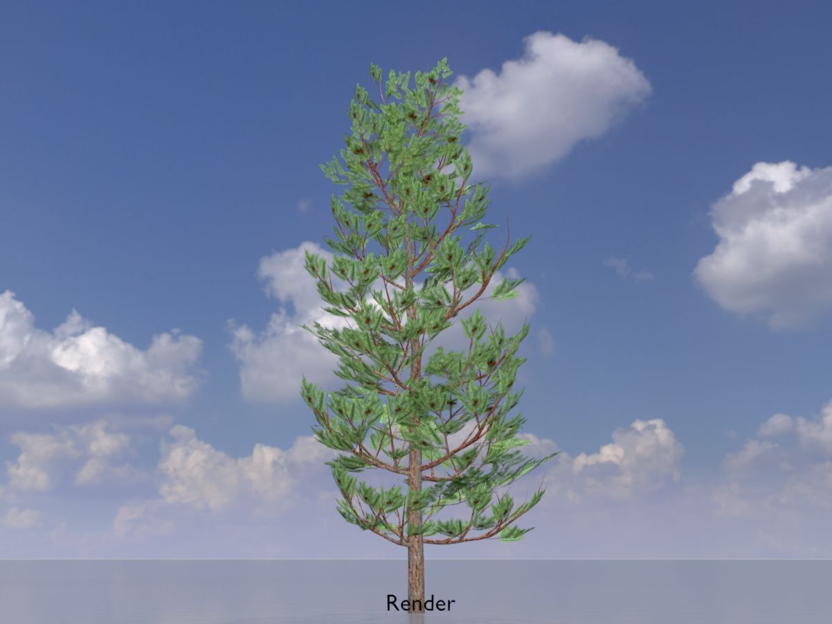 Forest pine summer 8m Low-poly 3D model_13