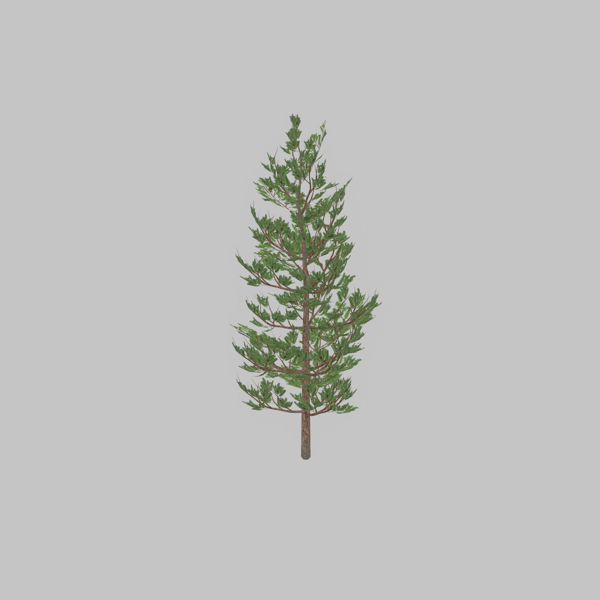 Forest pine summer 8m Low-poly 3D model_25