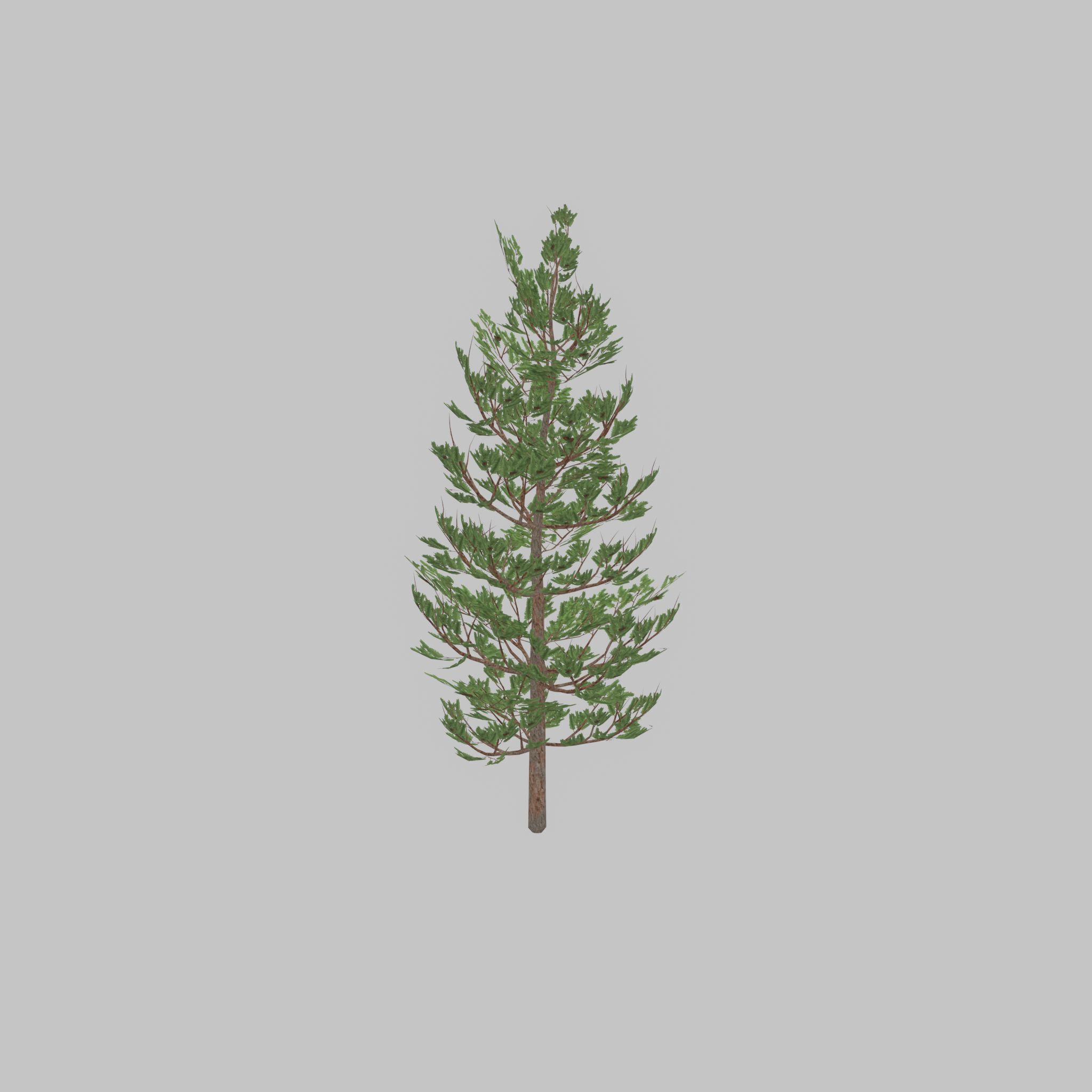 Forest pine summer 8m Low-poly 3D model_41