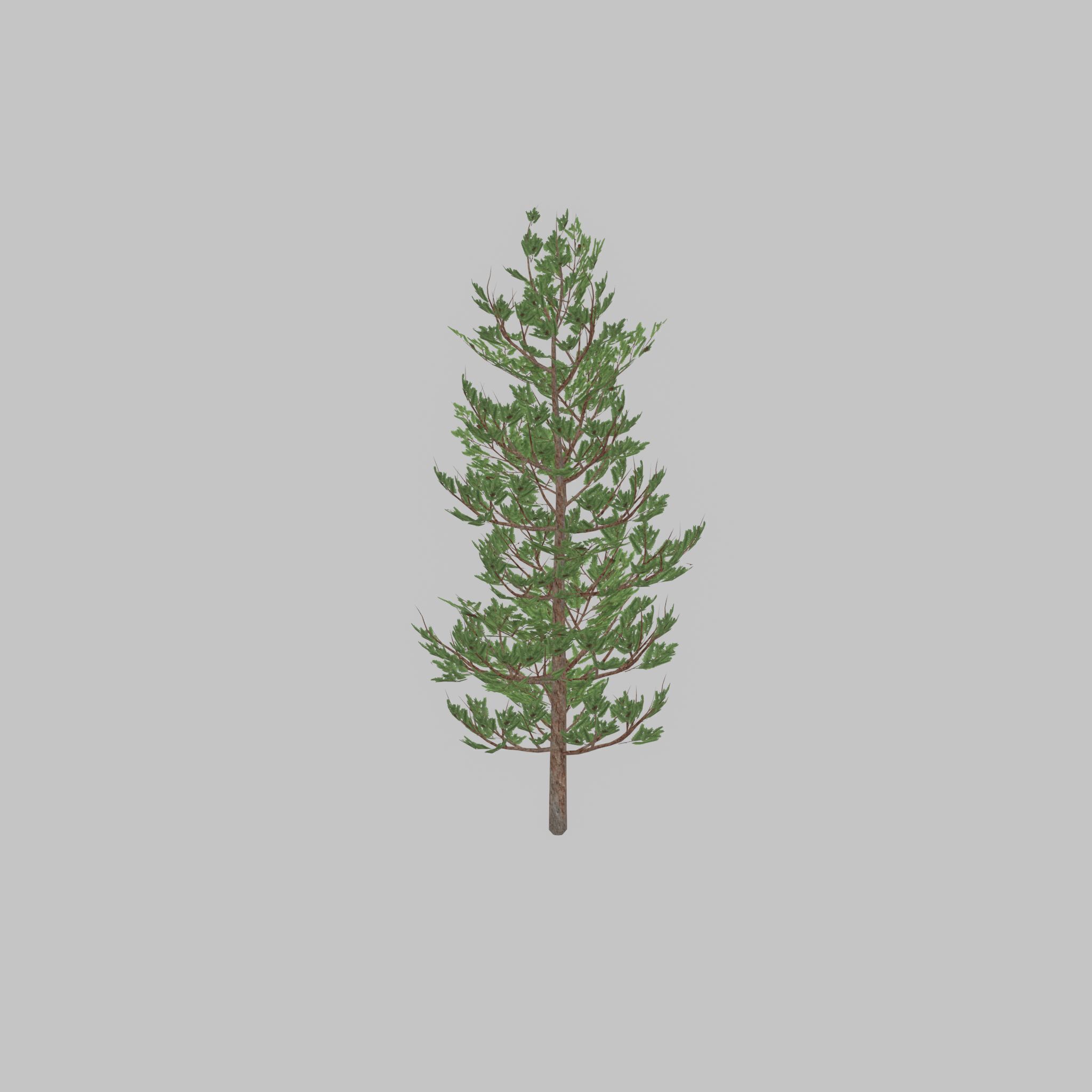 Forest pine summer 8m Low-poly 3D model_23