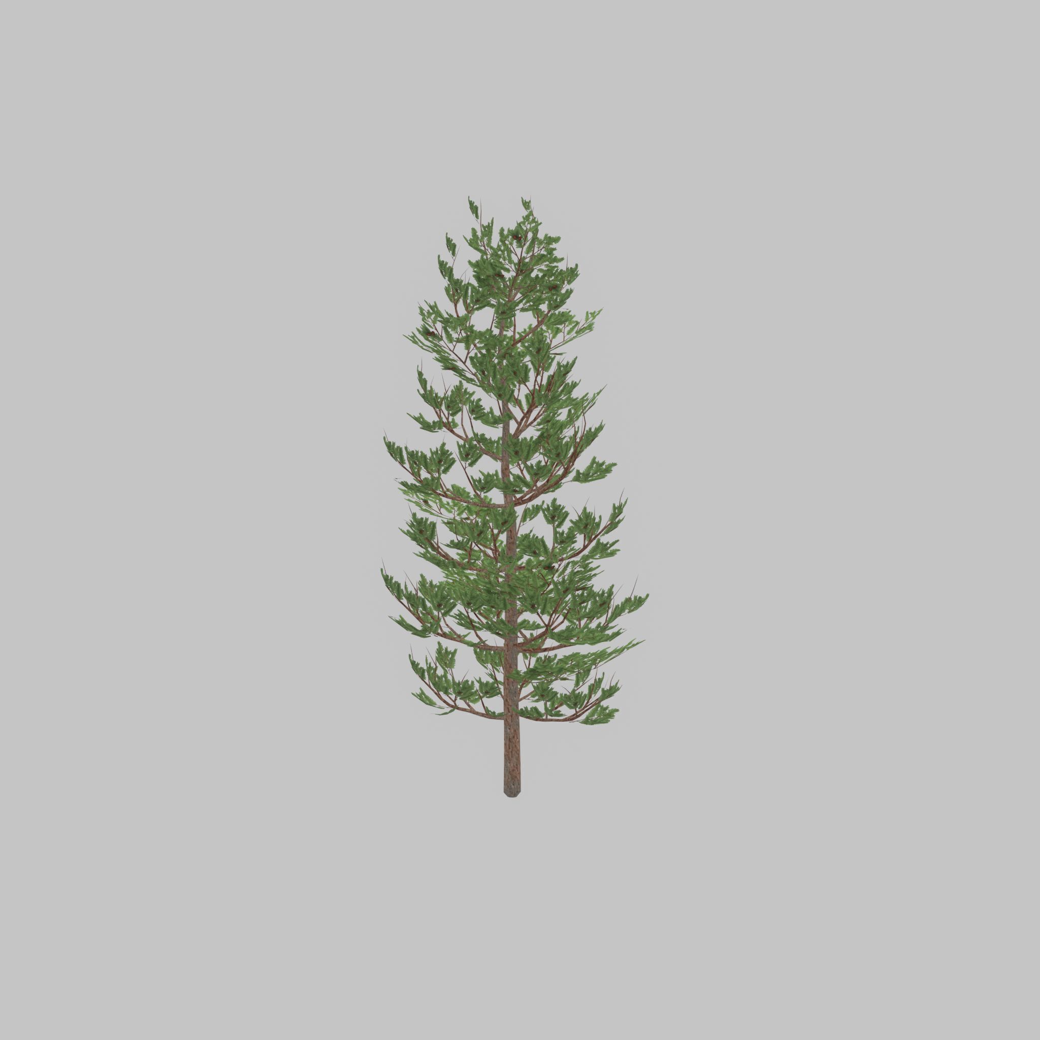 Forest pine summer 8m Low-poly 3D model_34