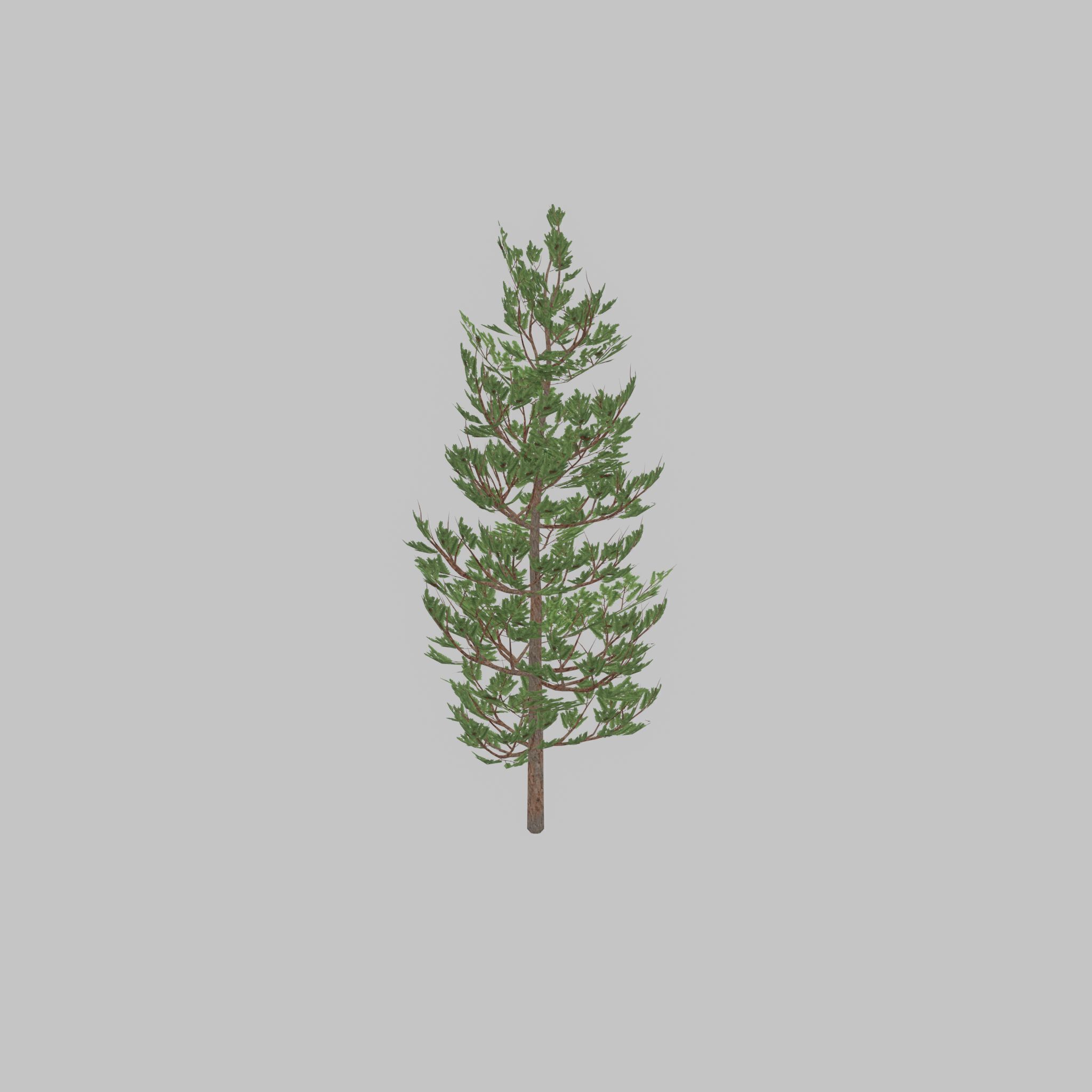 Forest pine summer 8m Low-poly 3D model_40
