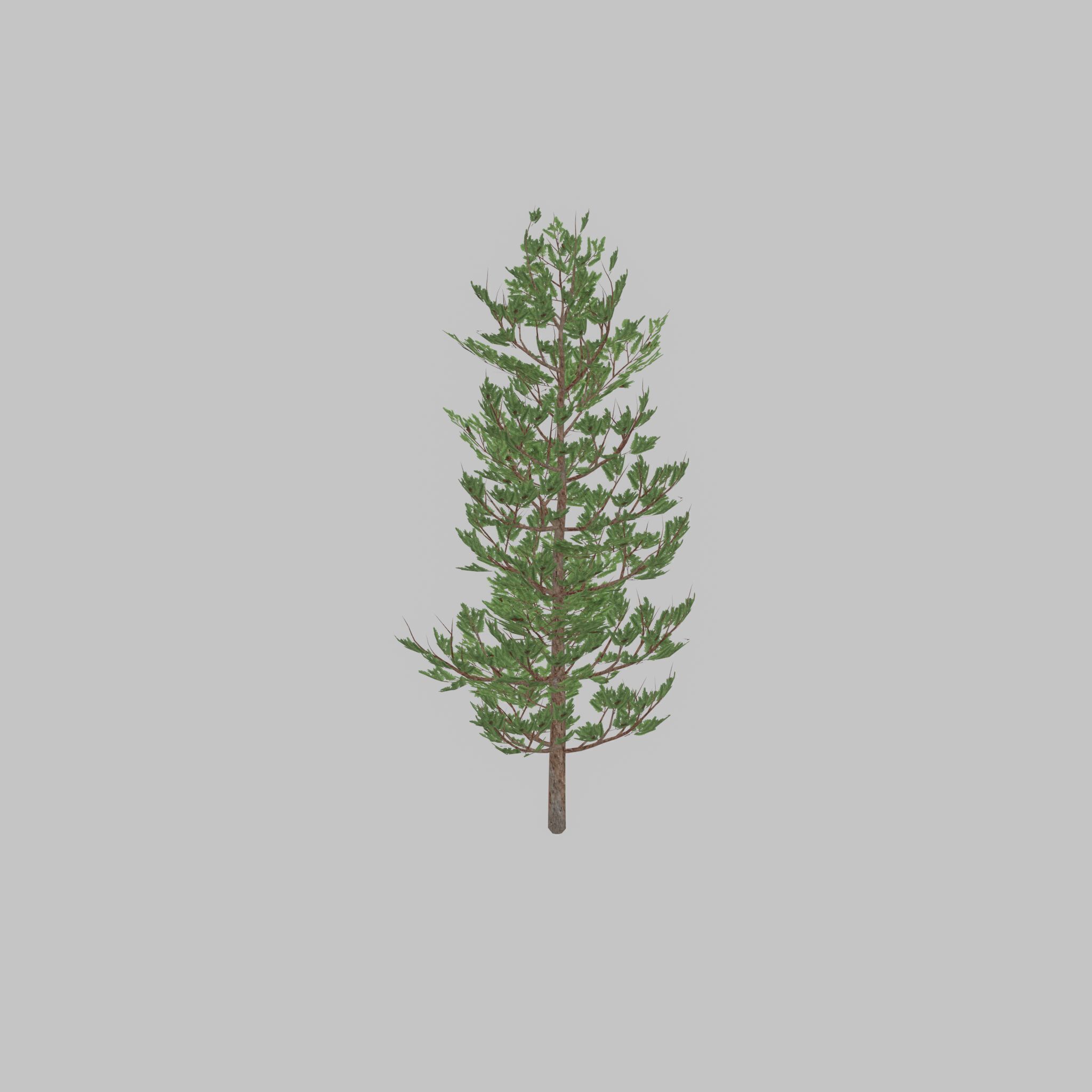 Forest pine summer 8m Low-poly 3D model_49