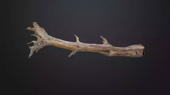 Tree trunk 3D model