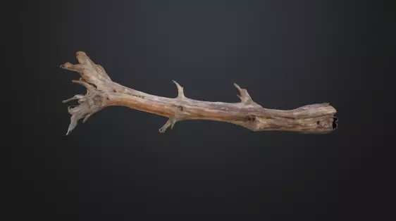 Tree trunk 3D model_0